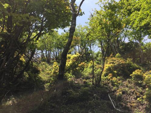 上を向くと開けた場所が見える。ここまでくるとあと少し！