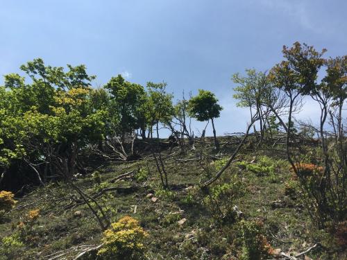 頂上が見えた！