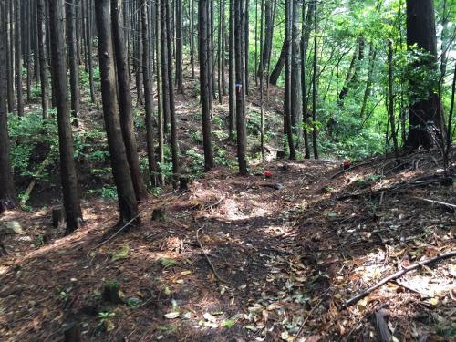 植林地帯がひたすら続く登山道になる