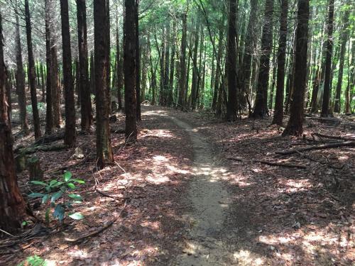 ここまでくるとあと少し