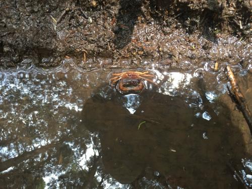 歩いているとカニがいたけど、何ガニ？