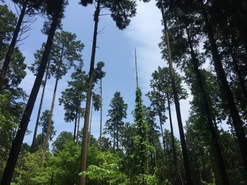 ガスってたら絵になったのに・・・いらんときに晴れやがった