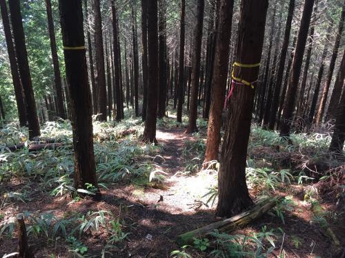 踏み跡を辿って少し下ります