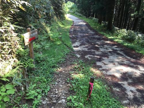 一本杉から林道に降りて、これを右手に下る