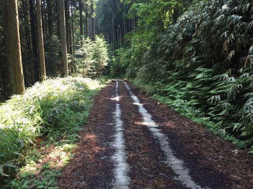 林道はこんな感じのだらだらした道が続く