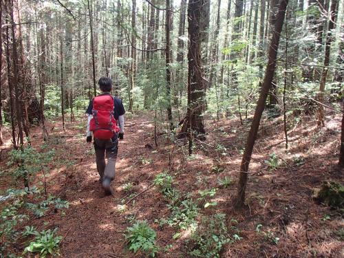 いただいた写真です