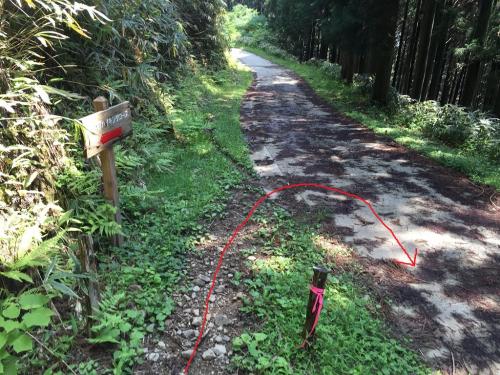 一本杉から林道に降りて、これを右手に下る