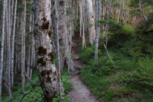 標高2080mのピークのコル地点。ここで休憩。ここまでなんだか知らないうちに時間が過ぎ、標高があがるみたいな感じでなだらかな道が続いた