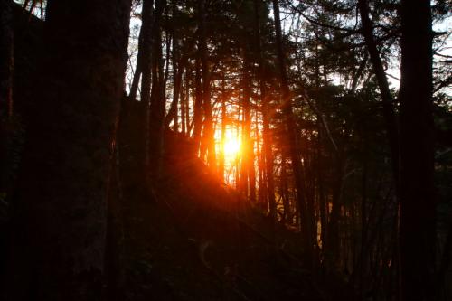 樹林の間からご来光。赤焼けだったので、天気は下り坂