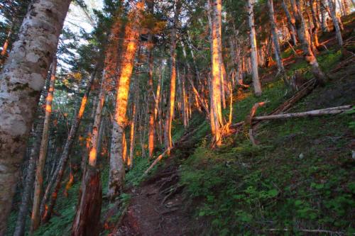 白樺？樹林にさす赤が美しい