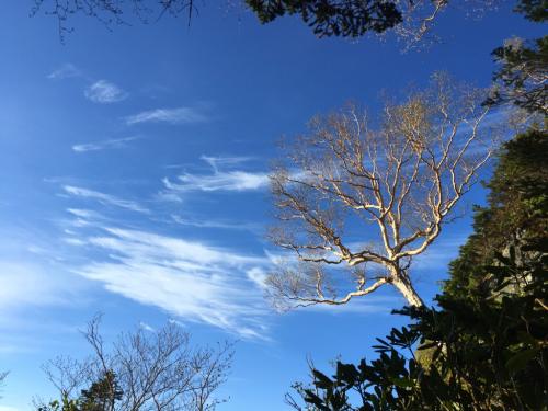 標高2415m付近。ここで休憩白樺？と青空と雲のコラボが美しかった。