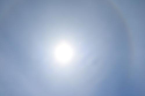 太陽をみるとヒナが発生していた。やはり天気は下り坂