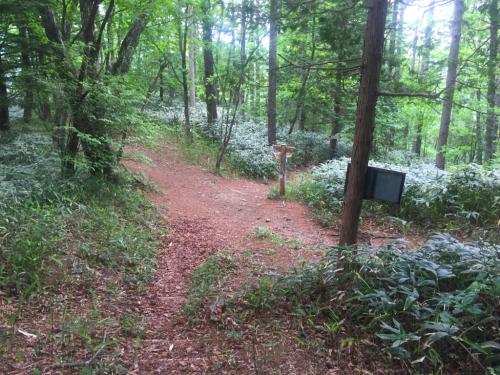 池山から急斜面を下ってやっと分岐に戻ってきた。さすがに長い下りの後だったので、ヒザにきた