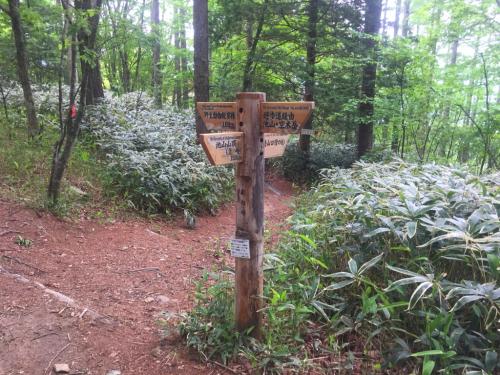 ここからはジグザグなだらかな道を下る。池山からの下り考えるとかなり楽だった