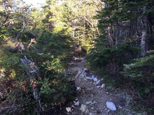 標高2300mを超えたあたりからまたダラダラ道が続く