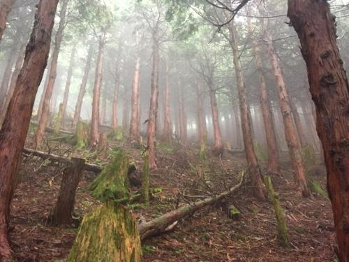 尾根がみえた。やったぁ～ガスってる