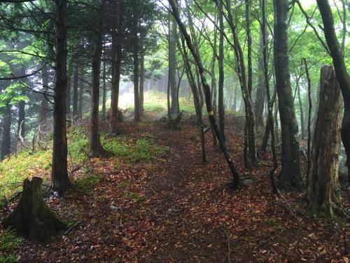 この付近から自然林になってきた
