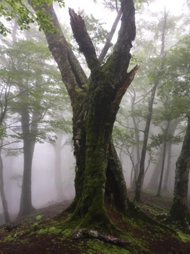 ここからはしばらく幻想的な風景をお楽しみあれ