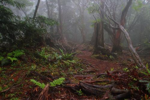 山頂から少し歩くと、あれくれた樹林のパラダイスが待っていた