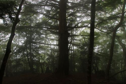 物干し竿のような木