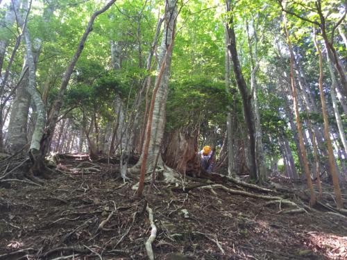 すぐに急登になる