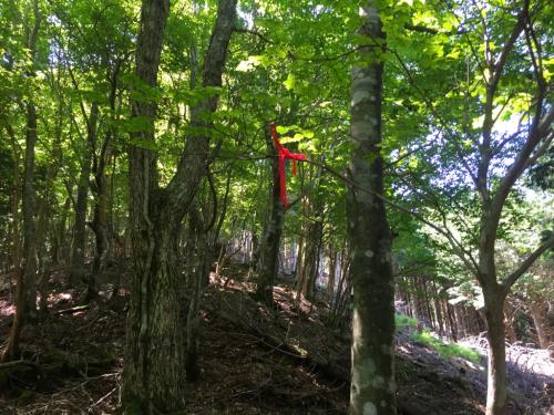 ところどころ木に赤い紐が結んであった