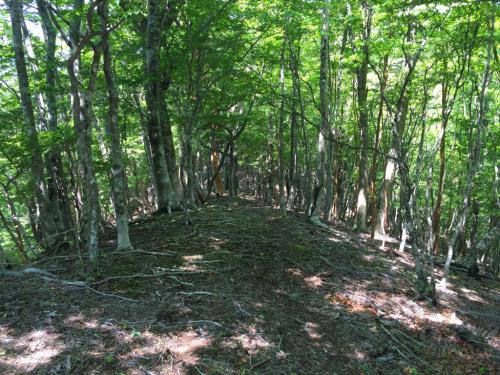 気持ちいいブナ林の道を歩く