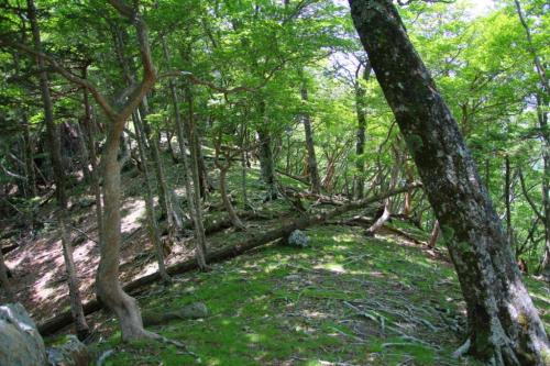 こういう道が続く