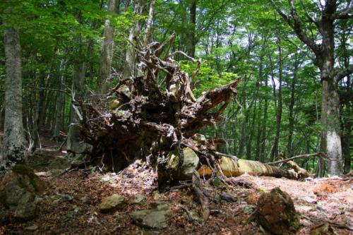 大きい倒木の根っこ～こういうのあると大峰らしいね