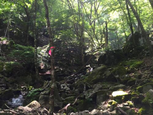 ところどころにピンクのテープが巻かれていた