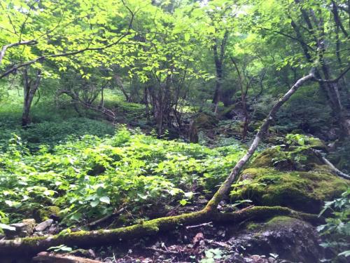 ここから沢を離れて尾根にのります。ここからがめちゃくちゃしんどい。標高10mも登れば息切れ