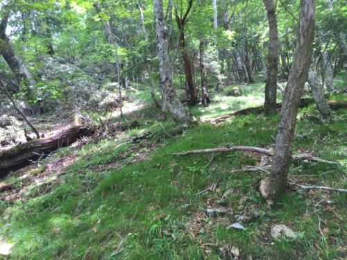 はぁはぁ息を切らしながらの急登。時間をかけてゆっくり登っていく。この後、右側に沢が見えてくるので沢のところを登る