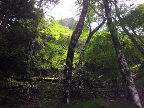 息切れ状態で登っていくと、ルンゼが見えてきて大日山が顔を出す。近い！