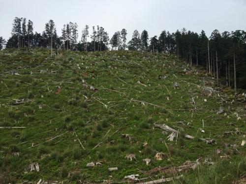反対側からみるとすごい伐採のされ方。これは自然災害ではなく完全に伐採だった