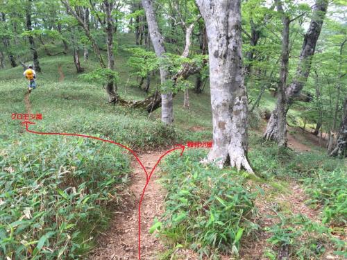 稲村小屋の手前のここで左へ行くとクロモジ尾に入る
