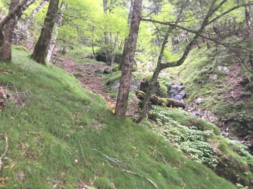 右側に沢が見えてきたので、沢の方へ行く