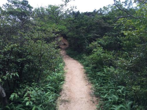 観音山までの登りとは違って気持ちの良い稜線歩きが続く