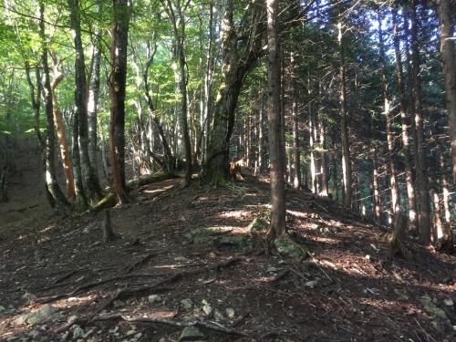 尾根にでてここから急登。ここから金引尾根の登りは汗ダクダクで正直バテました。汗ダクになるとすぐバテるんです。