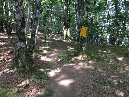 川合道は歩きやすい