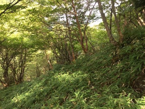 ザンキ平肩の手前付近（ちょっと下ったところ）から無理矢理降りていく