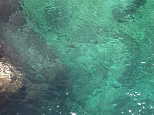 滝壺には一匹魚が泳いでいた