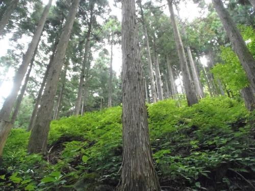 尾根に乗ったと思ったら今度は草がボーボーの急登。息切れ状態で登っていく