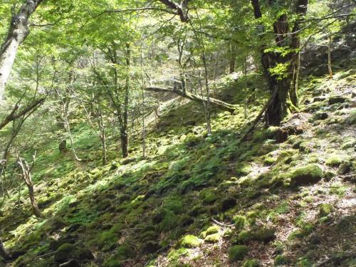 ここでトラバースして稜線のコルへ向かうことにした