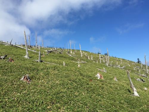 青と緑のコラボがいい感じ