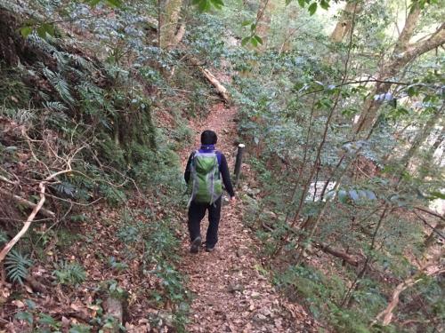 ここからは桃ノ木小屋までこんななだらかな道が続く