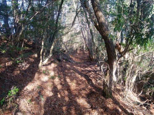 しばらく尾根のなだらかな道が続く