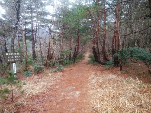 ここからしばらくなだらかな道が続く