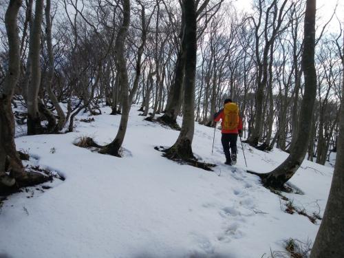 この付近から雪道が続く。雪がないとはいえ、雪山をちょい堪能してる感じ