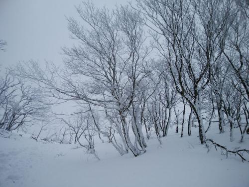 ガスってるけど、霧氷は美しい～来てよかった