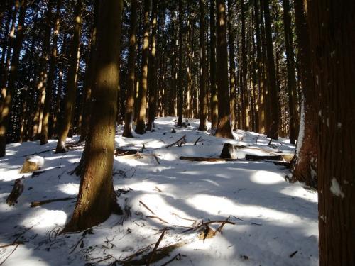 ここで一旦落ち着くけど、この先もまだ急登がある